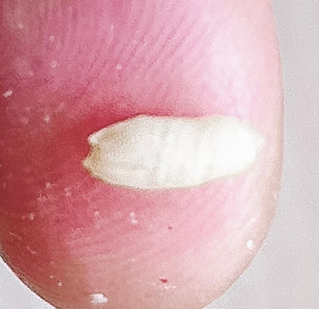 Undercooked brown rice showing a hard white center inside the grain