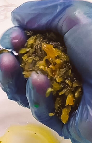 Squeezing takana pickled mustard greens to remove excess liquid before cooking